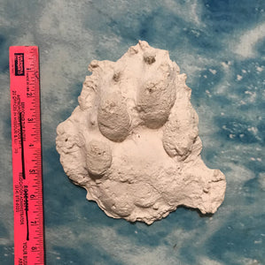 Dogman Cryptid Footprint Unknown footprint cast replica Bear? Wolf? Dogman Cryptozoology Dog man Track