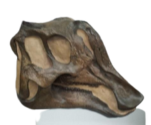 Laden Sie das Bild in den Galerie-Viewer, Lambeosaurus Dinosaur Skull Cast Replica Plaster Duckbilled Hadrosaur