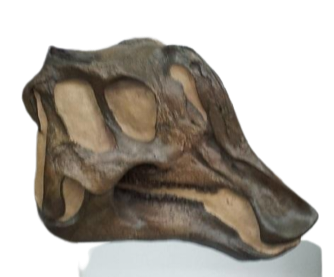 Lambeosaurus Dinosaur Skull Cast Replica Plaster Duckbilled Hadrosaur