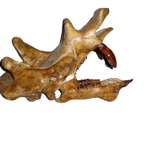 Uintatherium Teeth Cast Replica