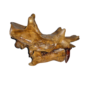 Uintatherium Teeth Cast Replica