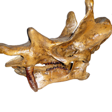 Load image into Gallery viewer, Uintatherium Teeth Cast Replica