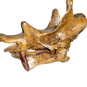 Uintatherium Teeth Cast Replica