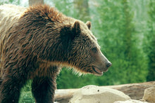 Cargar imagen en el visor de la galería, Bear: Adult Grizzly Bear footprint cast replica Alaska #1