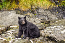 Load image into Gallery viewer, Bear: Footprint Adult Black Bear Inverse Footprint cast replica Inverted