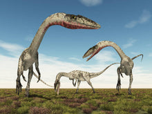 Load image into Gallery viewer, Coelophysis skull cast replica #3