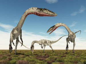 Coelophysis skull cast replica #3