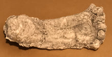 画像をギャラリービューアに読み込む, 1990 Bigfoot Mount Rainier Mt. Rainier Track Cast footprint replica