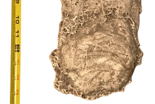 Load image into Gallery viewer, 1990 Bigfoot Mount Rainier Mt. Rainier Track Cast footprint replica