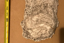 Laden Sie das Bild in den Galerie-Viewer, 1990 Bigfoot Mount Rainier Mt. Rainier Track Cast footprint replica