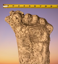 画像をギャラリービューアに読み込む, 1990 Bigfoot Mount Rainier Mt. Rainier Track Cast footprint replica