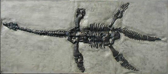 International shipping Plesiosaurus Skeleton cast replica marine reptile