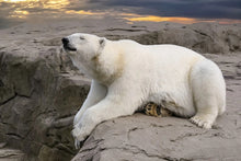 Laden Sie das Bild in den Galerie-Viewer, Bear: Footprint Adult Polar Bear footprint cast replica