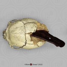 Load image into Gallery viewer, Spanish Conquistador Human Skull with Broad Ax Trauma Human skull Ax cast replica