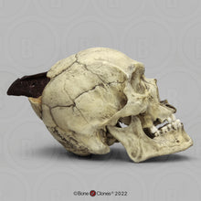 Load image into Gallery viewer, Spanish Conquistador Human Skull with Broad Ax Trauma Human skull Ax cast replica