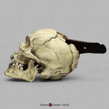 Load image into Gallery viewer, Spanish Conquistador Human Skull with Broad Ax Trauma Human skull Ax cast replica