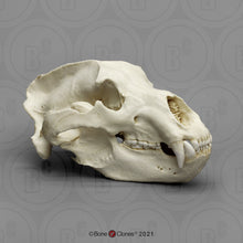 Load image into Gallery viewer, Kodiak Grizzly Bear, X-large Skull
BC-021 Bone Clones 2026