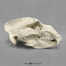 Load image into Gallery viewer, Kodiak Grizzly Bear, X-large Skull
BC-021 Bone Clones 2026