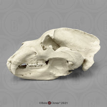 Load image into Gallery viewer, Kodiak Grizzly Bear, X-large Skull
BC-021 Bone Clones 2026