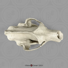 Load image into Gallery viewer, Kodiak Grizzly Bear, X-large Skull
BC-021 Bone Clones 2026
