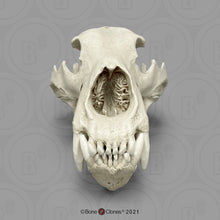 Load image into Gallery viewer, Kodiak Grizzly Bear, X-large Skull
BC-021 Bone Clones 2026