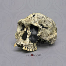 画像をギャラリービューアに読み込む, KNM-ER 1813

Homo habilis cast replica (skull only) Updated 2023