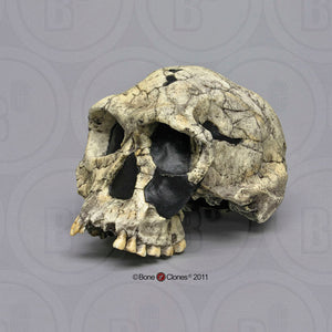 KNM-ER 1813

Homo habilis cast replica (skull only) Updated 2023