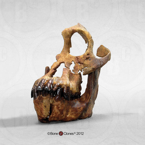 Sivapithecus skull cranium replica Full-size cast reconstruction Updated 2025 Bone Clones
