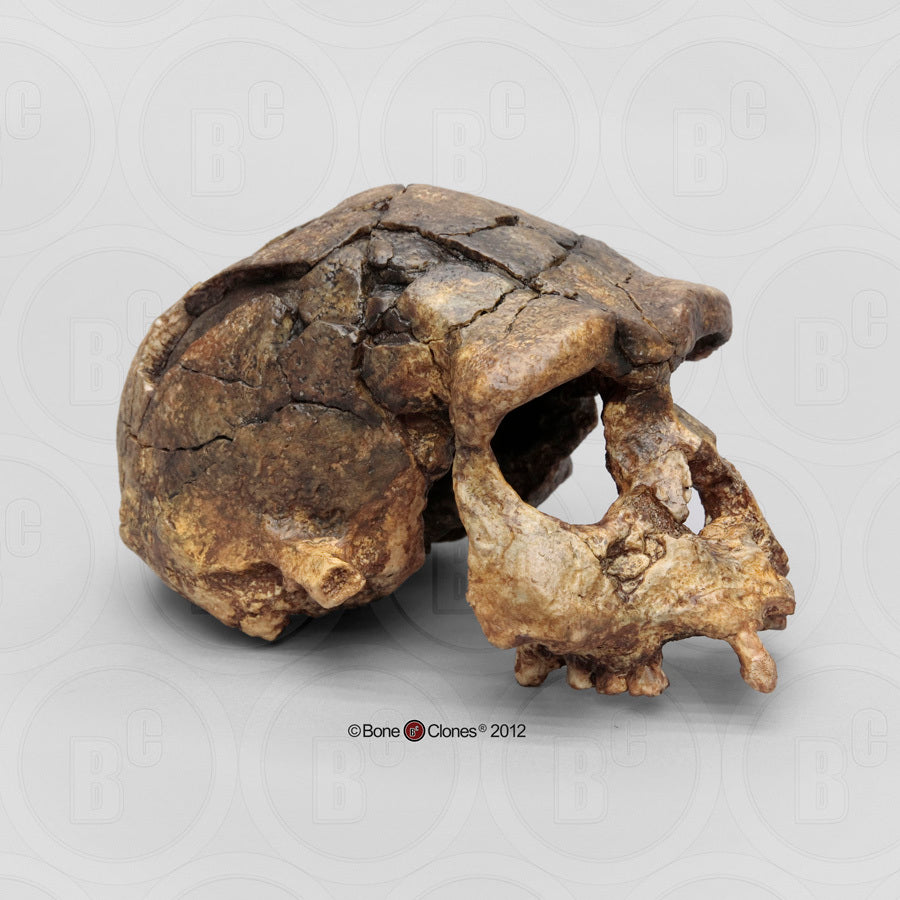 Homo erectus Sangiran 17 Skull Model cranium replica Full-size cast (Updated 2024)