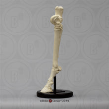 画像をギャラリービューアに読み込む, Horse Horse Hind Foot
Cast Replica