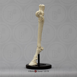 Horse Horse Hind Foot
Cast Replica