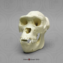 画像をギャラリービューアに読み込む, Lowland Gorilla Female Skull cast replica BC-035 (1/26)