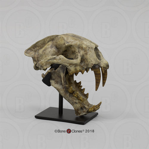 Dinictis Skull Replica Cast Museum Dinictis Skull with stand (2024)