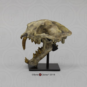 Dinictis Skull Replica Cast Museum Dinictis Skull with stand (2024)