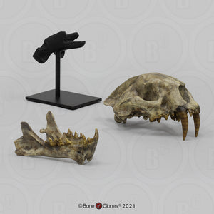 Dinictis Skull Replica Cast Museum Dinictis Skull with stand (2024)