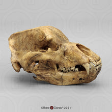 Cargar imagen en el visor de la galería, Cave Bear skull cast replica #1 (updated 2025) Bone Clones