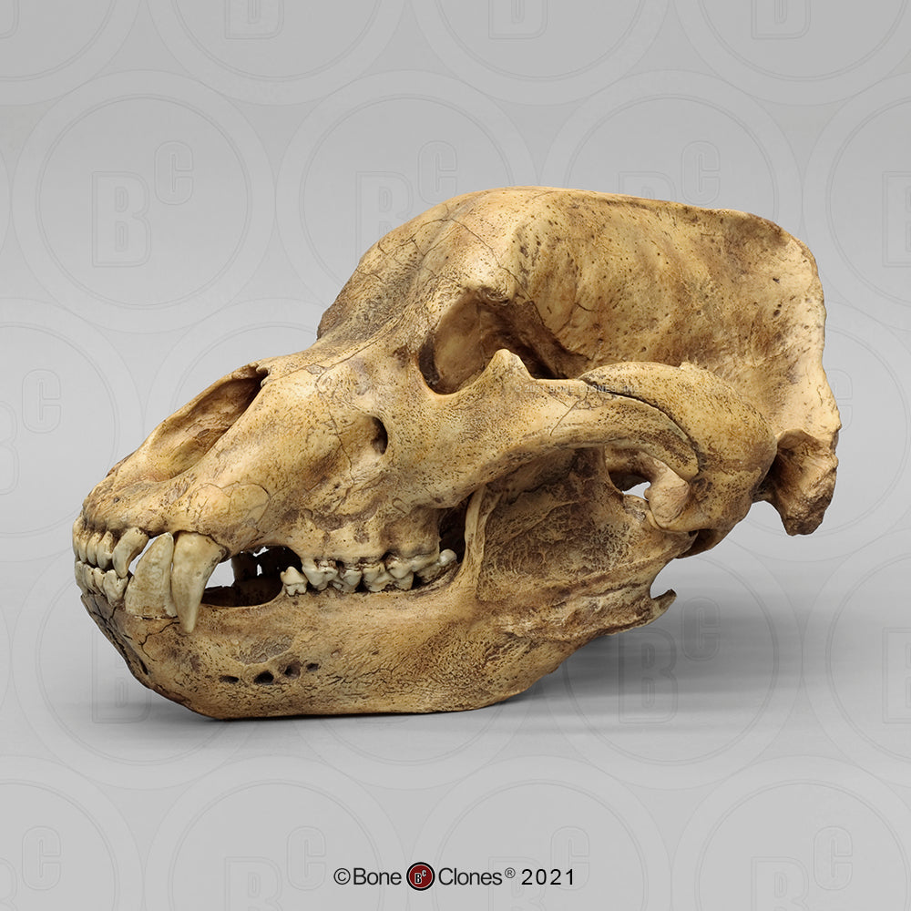Cave Bear skull cast replica #1 (updated 2025) Bone Clones