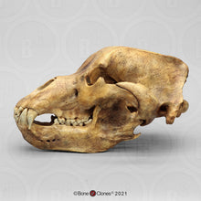 Cargar imagen en el visor de la galería, Cave Bear skull cast replica #1 (updated 2025) Bone Clones