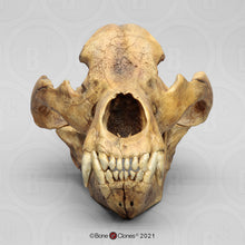 Cargar imagen en el visor de la galería, Cave Bear skull cast replica #1 (updated 2025) Bone Clones