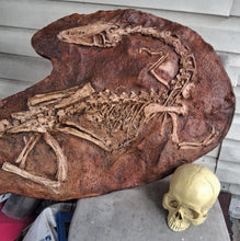 Load image into Gallery viewer, Coelophysis skeleton cast replica