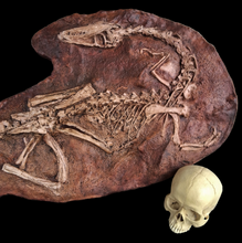 Load image into Gallery viewer, Coelophysis skeleton cast replica
