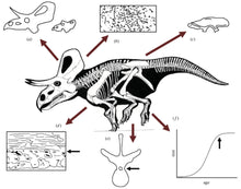 Load image into Gallery viewer, Zuniceratops dinosaur skeleton Rental item