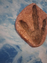 Laden Sie das Bild in den Galerie-Viewer, Dinosaur Large Footprint Track Cast Replica Carnosaur Jurassic Virginia replica Theropod Grallator