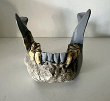 Load image into Gallery viewer, KNM-ER 1813

Homo habilis cast replica Full-size Bone Clones 2026