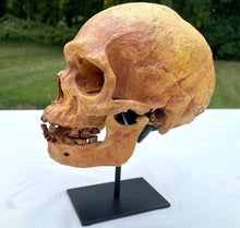 Charger l'image dans la galerie, Human Male Australian Aboriginal Skull Painted
BC-031P Bone Clones (2026)