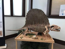 Load image into Gallery viewer, Dimetrodon skeleton cast replica 2026