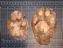 画像をギャラリービューアに読み込む, Mountain Lion (Cougar) 2 footprint cast replicas Mt Lion Tracks #2 and #3
