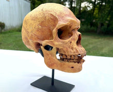 Charger l'image dans la galerie, Human Male Australian Aboriginal Skull Painted
BC-031P Bone Clones (2026)