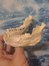 Laden Sie das Bild in den Galerie-Viewer, Lucy Australopithecus afarensis jaw cast replica