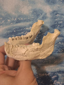 Lucy Australopithecus afarensis jaw cast replica